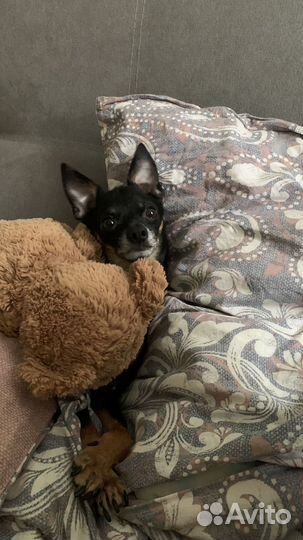 Русский той-терьер вязка