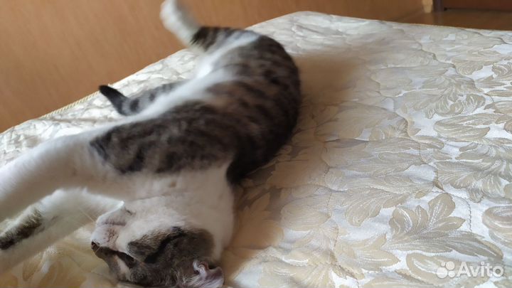 Кошки в добрые руки бесплатно
