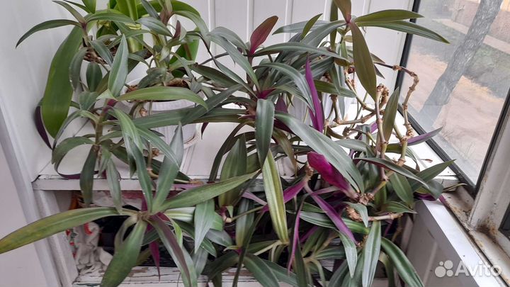 Традесканция рео пурпурная,отводки и взрослые