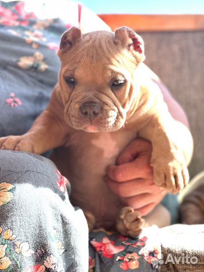 Мальчик Американского булли покет