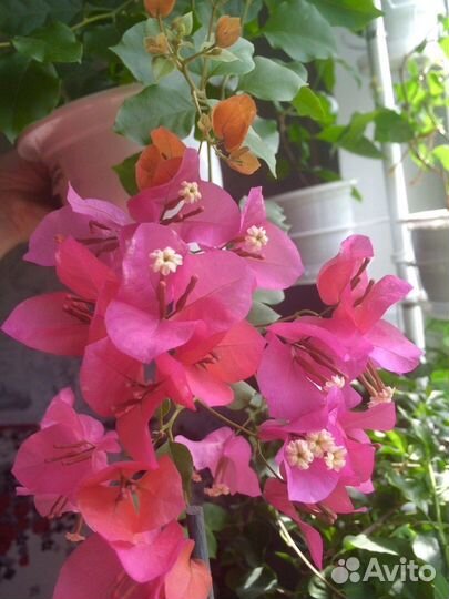 Комнатные растения и цветы. Бугенвиллия сортовая