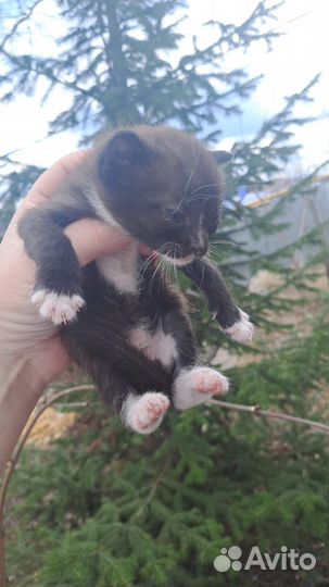 Котята, заряженные на счастье, любовь и удачу )