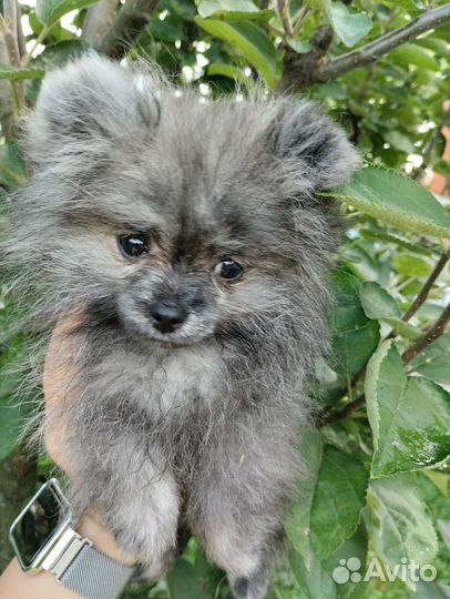 Щенок породы шпиц