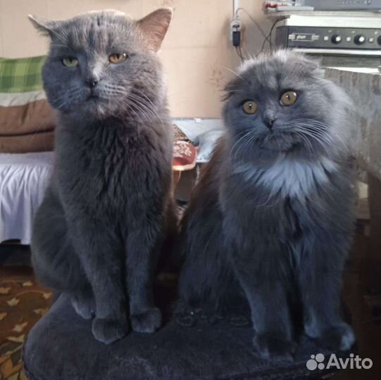 Девочка чистокровная шотландка