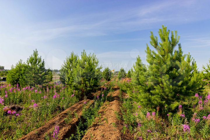 Участок 8,9 сот. (СНТ, ДНП)