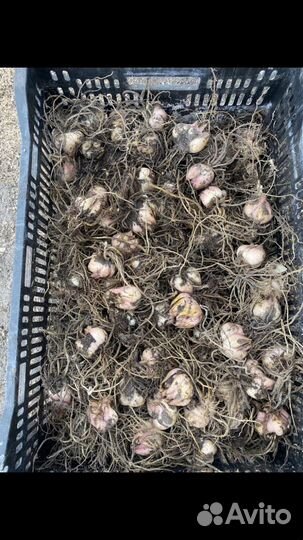 Луковицы лилии