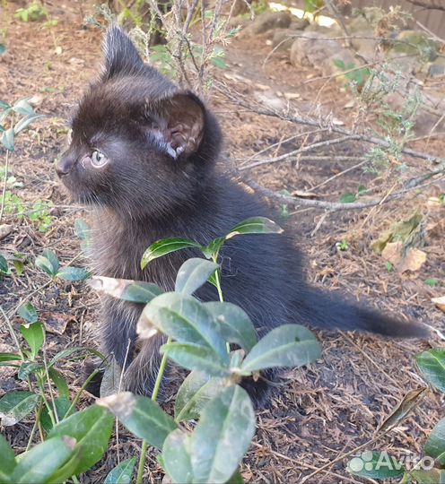Котята 1 месяц