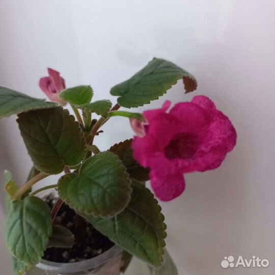 Альсобия, эписция, колерия, смитикодония,сини др