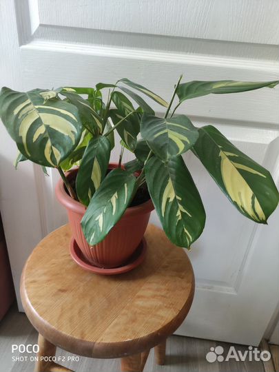 Калатея лубберса