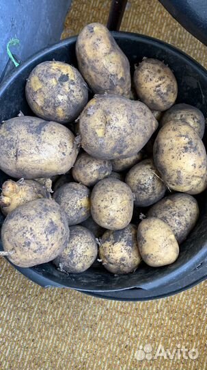 Продам картофель