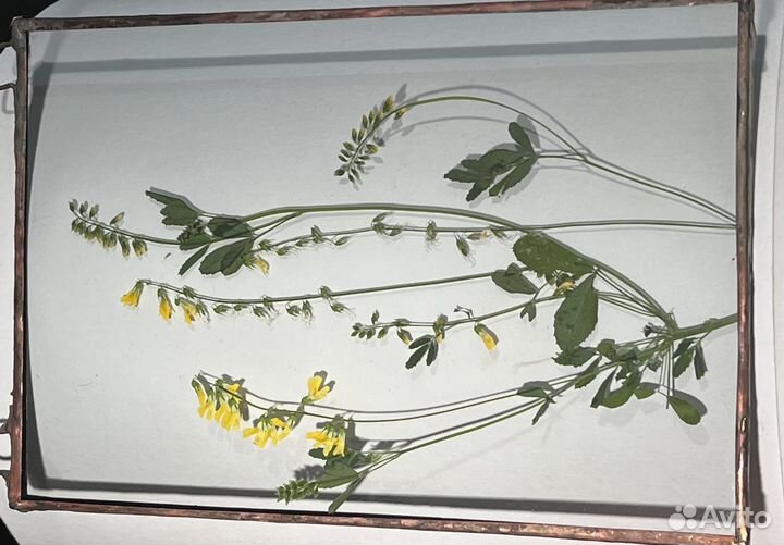 Гербарий в стекле. Подарок к дню учителя