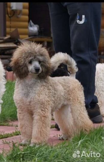 Пудель карликовый и средний