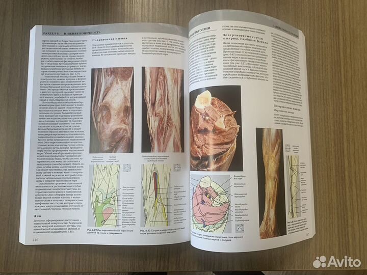 Анатомия Человека Гослинг Харрис Вайтмор Виллан