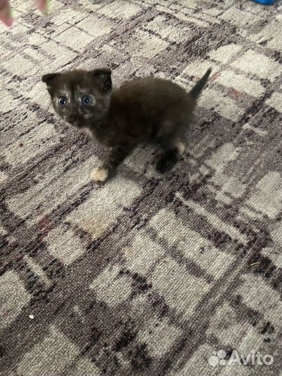 Котята отдам бесплатно