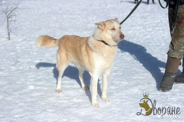 Веселый и дружелюбный Беляш