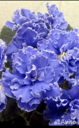 Сортовые фиалки