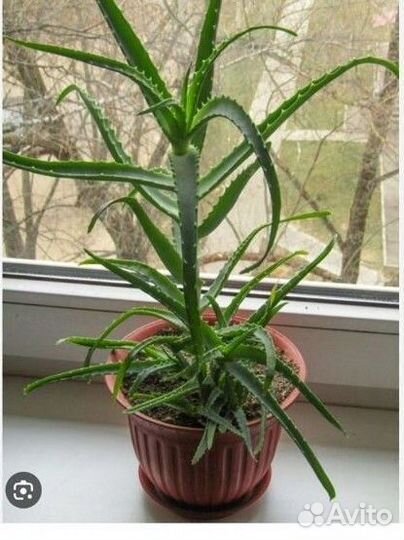 Комнатные цветы алоэ лечебное древовидное