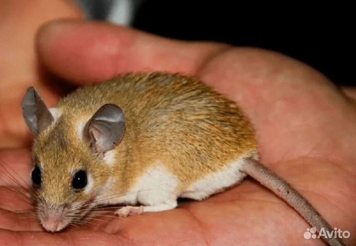 Иглистые мыши(акомисы),декоративные мышки