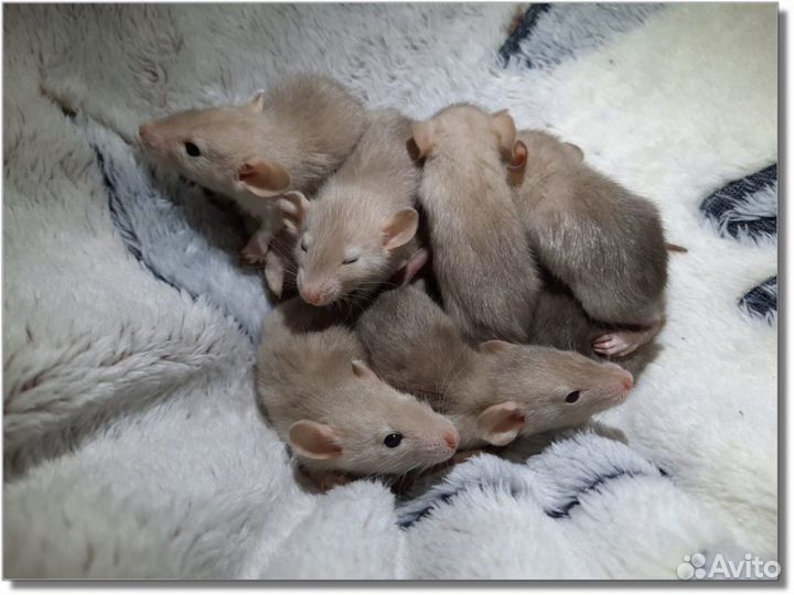 Крысята Дамбо. (крысы-бельчата)