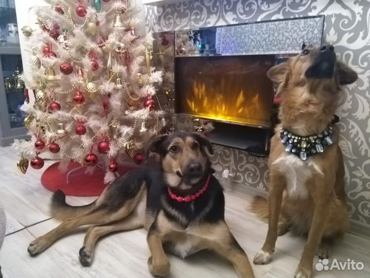 Очень любит играть с детьми