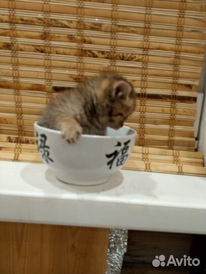 Британский прямоухий котёнок