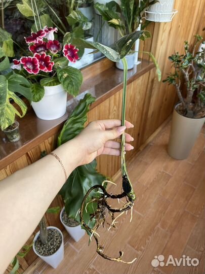 Монстера тайское созвездие