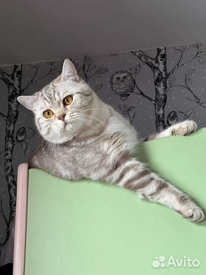 Шотландский кот вязка