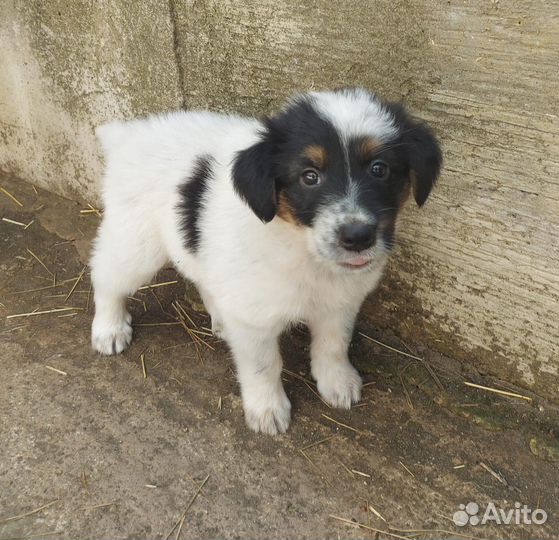 Щенок в добрые руки 2 мес