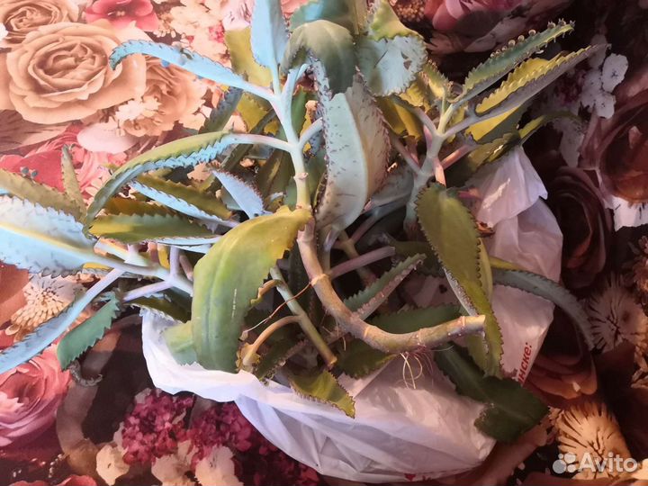 Каланхоэ отдам