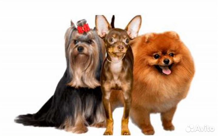 Передержка собак в домашних условиях