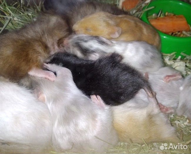 Сирийские хомячки из питомника