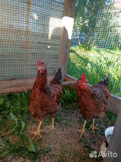 Молодые петушки