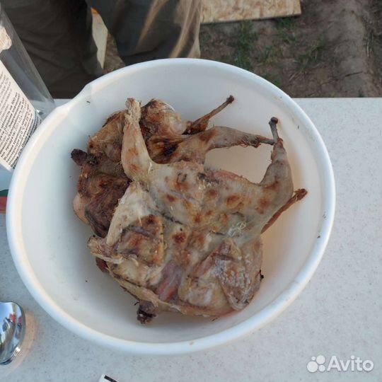 Техасский перепел