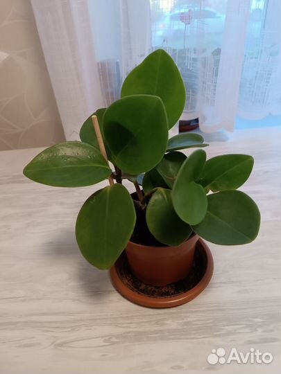 Пеперомия туполистная