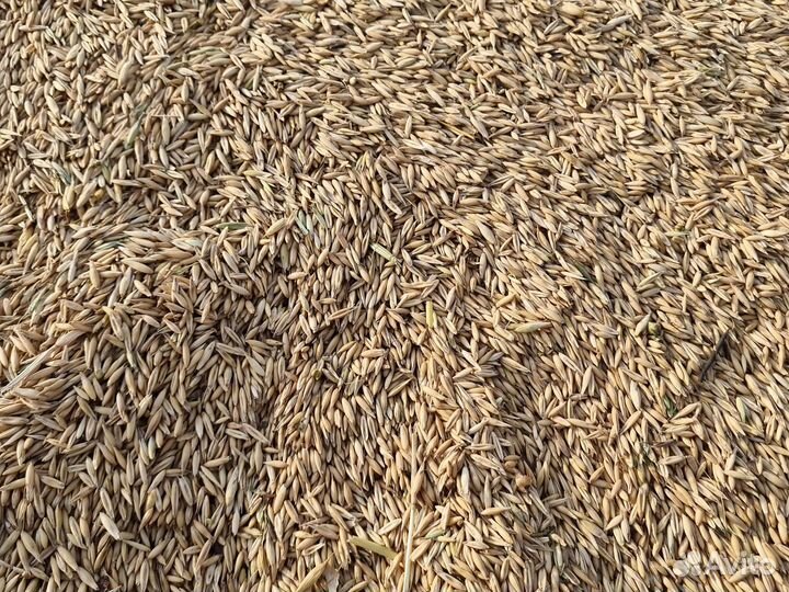 Овес в мешках