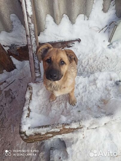 Щенок в добрые руки