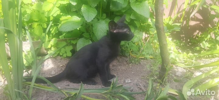 Ориентальные котята