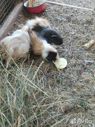 Морская свинка