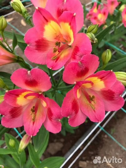 Продаю корни альстромерии