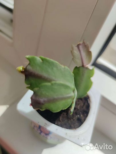 Декабрист, шлюмбергера, зигокактус