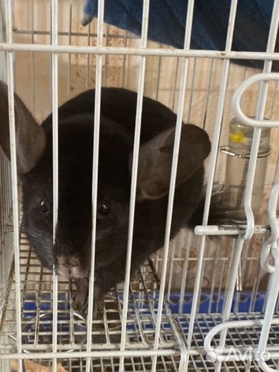 Шиншилла мальчик