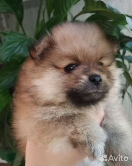 Щенки шпица