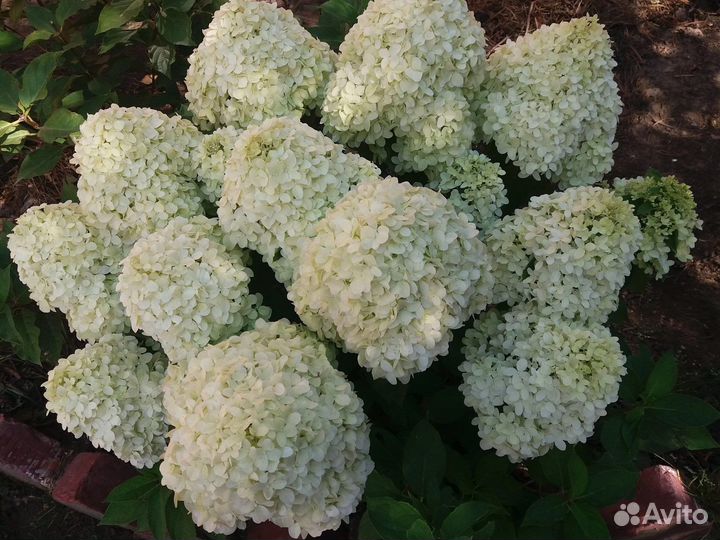 Гортензия Литл спуки (Little Spooky)