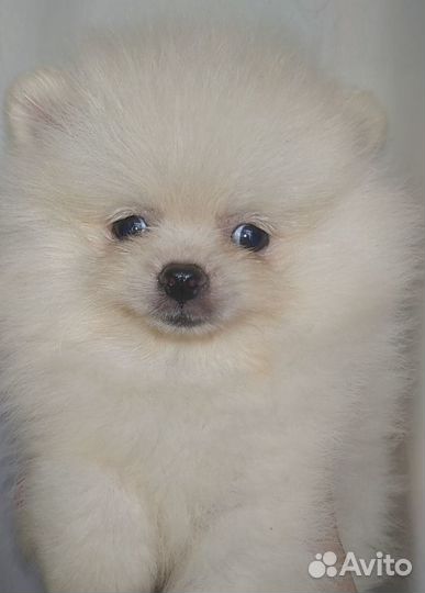 Шпиц мини лапочка-девочка