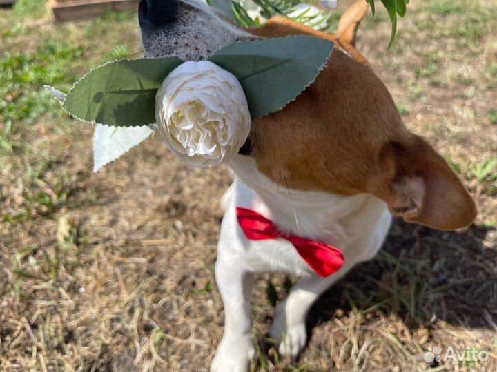 Вязка джек рассел терьер