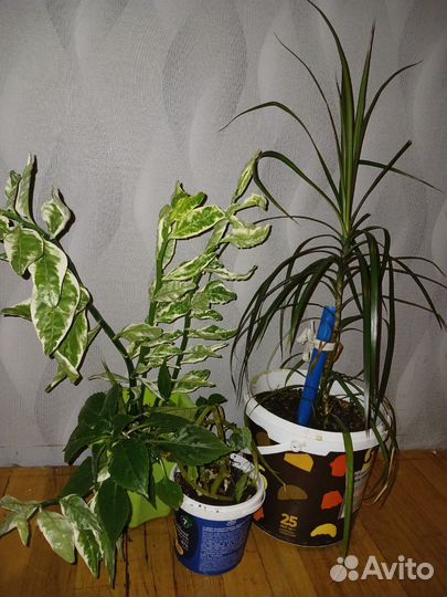 Комнатные растения