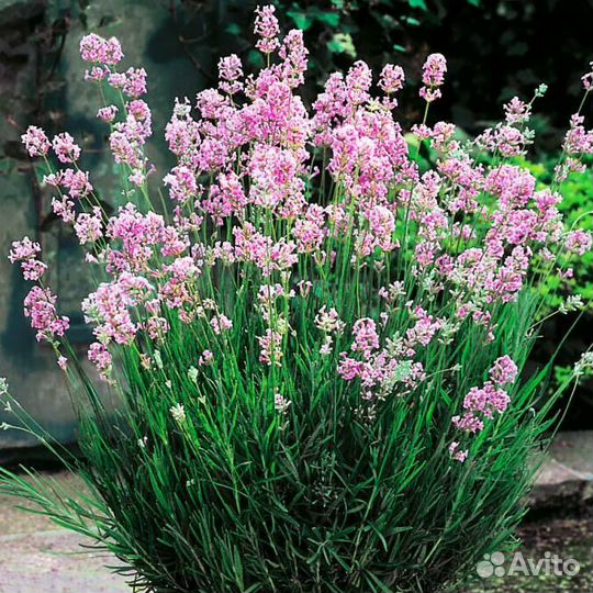 Саженцы розовой лаванды Розеа