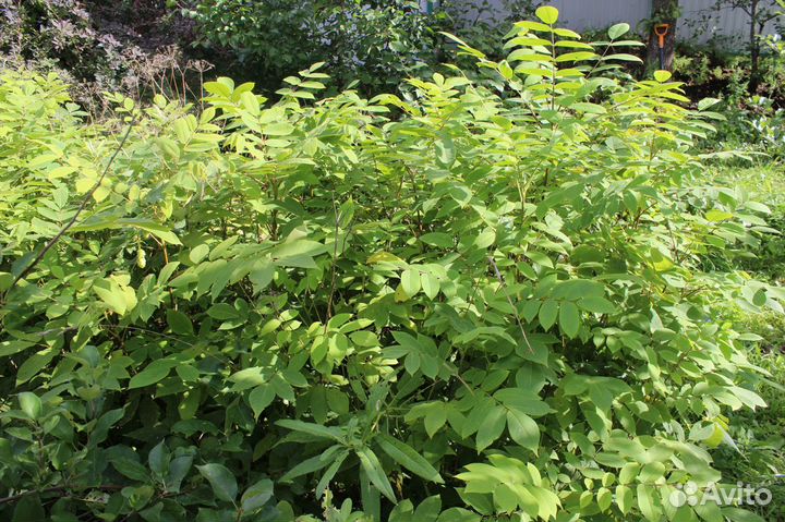 Орехи / Саженцы древесных растений