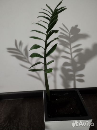 Замиокулькас