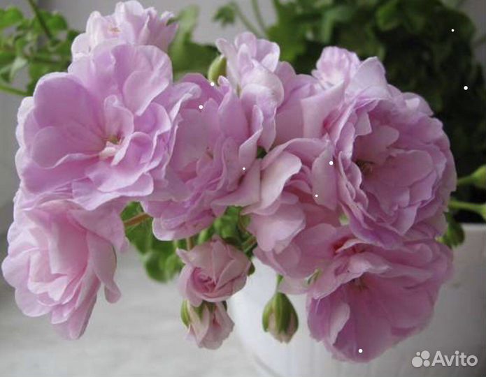 Пеларгония ампельная Jacky Gauld